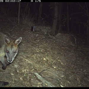 Wallabia bicolor at Pappinbarra, NSW - 29 Oct 2024 02:03 AM