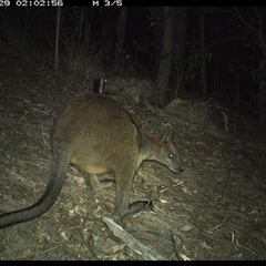 Wallabia bicolor at Pappinbarra, NSW - 29 Oct 2024 02:03 AM