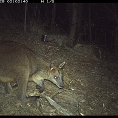 Wallabia bicolor at Pappinbarra, NSW - 29 Oct 2024 02:03 AM