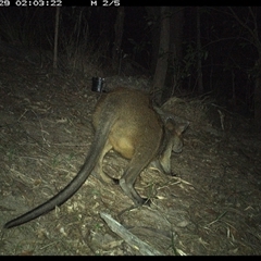 Wallabia bicolor at Pappinbarra, NSW - 29 Oct 2024 02:03 AM