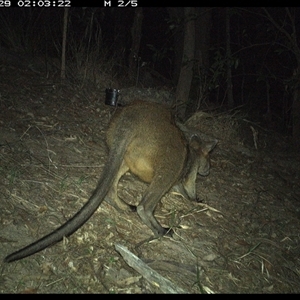 Wallabia bicolor at Pappinbarra, NSW - 29 Oct 2024 02:03 AM