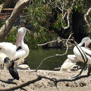 Pelecanus conspicillatus at Bundaberg North, QLD - 5 Oct 2024