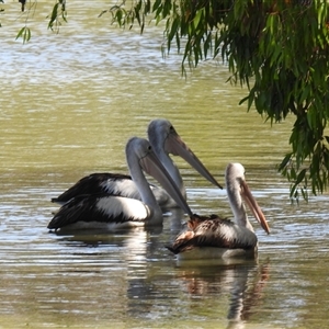 Pelecanus conspicillatus at Bundaberg North, QLD - 5 Oct 2024