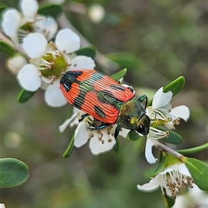 Castiarina delectabilis at Bombay, NSW - 23 Nov 2024