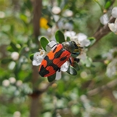 Castiarina delectabilis at Bombay, NSW - 23 Nov 2024