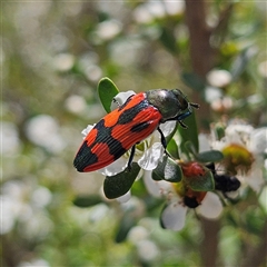 Castiarina delectabilis at Bombay, NSW - 23 Nov 2024