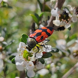 Castiarina delectabilis at Bombay, NSW - 23 Nov 2024