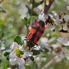 Castiarina delectabilis at Bombay, NSW - 23 Nov 2024