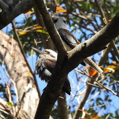 Dacelo novaeguineae at Bundaberg North, QLD - 5 Oct 2024 by Gaylesp8