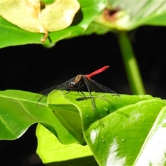 Orthetrum villosovittatum (Fiery Skimmer) at Bundaberg North, QLD - 5 Oct 2024 by Gaylesp8