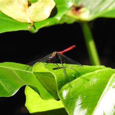 Unidentified Dragonfly or Damselfly (Odonata) at Bundaberg North, QLD - 5 Oct 2024 by Gaylesp8