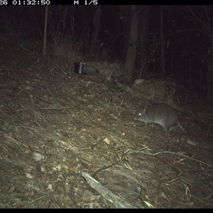 Potorous tridactylus (Long-nosed Potoroo) at Pappinbarra, NSW by jonvanbeest