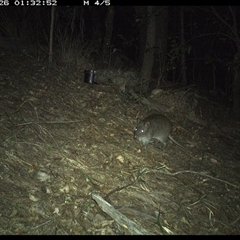 Potorous tridactylus at Pappinbarra, NSW - 26 Oct 2024 01:32 AM