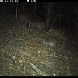 Potorous tridactylus at Pappinbarra, NSW - 26 Oct 2024 01:32 AM