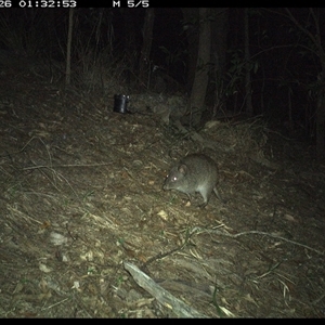 Potorous tridactylus at Pappinbarra, NSW - 26 Oct 2024 01:32 AM