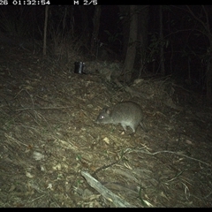 Potorous tridactylus at Pappinbarra, NSW - 26 Oct 2024 01:32 AM