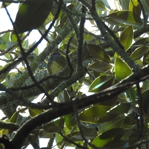 Sphecotheres vieilloti at Bundaberg North, QLD - 5 Oct 2024