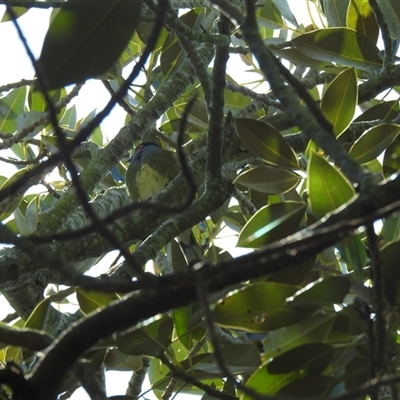 Sphecotheres vieilloti (Australasian Figbird) at Bundaberg North, QLD - 5 Oct 2024 by Gaylesp8