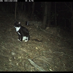 Felis catus (Feral Cat) at Pappinbarra, NSW - 26 Oct 2024 by jonvanbeest