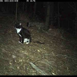 Felis catus (Feral Cat) at Pappinbarra, NSW by jonvanbeest