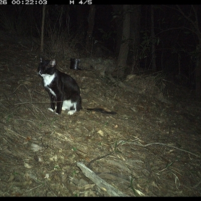 Felis catus (Feral Cat) at Pappinbarra, NSW - 26 Oct 2024 by jonvanbeest