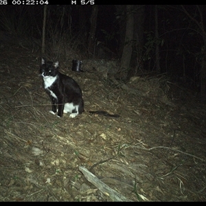 Felis catus at Pappinbarra, NSW - 26 Oct 2024 12:21 AM