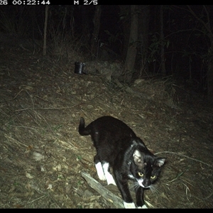 Felis catus at Pappinbarra, NSW - 26 Oct 2024 12:21 AM