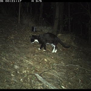 Felis catus at Pappinbarra, NSW - 26 Oct 2024 12:21 AM