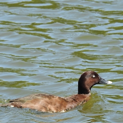 Aythya australis at Bundaberg North, QLD - 5 Oct 2024 by Gaylesp8