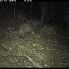 Notamacropus rufogriseus at Pappinbarra, NSW - 22 Oct 2024 by jonvanbeest