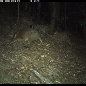 Thylogale thetis (Red-necked Pademelon) at Pappinbarra, NSW by jonvanbeest