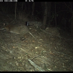 Thylogale thetis at Pappinbarra, NSW - 23 Oct 2024 03:26 AM