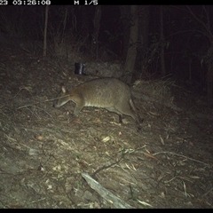 Thylogale thetis at Pappinbarra, NSW - 23 Oct 2024 03:26 AM