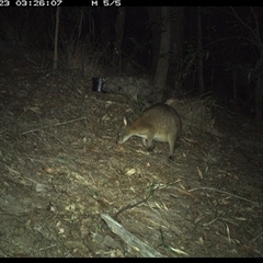 Thylogale thetis at Pappinbarra, NSW - 23 Oct 2024 03:26 AM