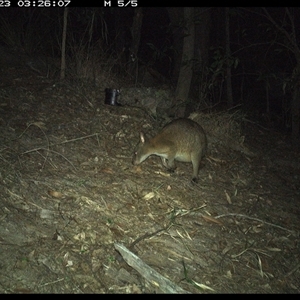 Thylogale thetis at Pappinbarra, NSW - 23 Oct 2024 03:26 AM