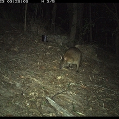 Thylogale thetis at Pappinbarra, NSW - 23 Oct 2024 03:26 AM