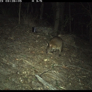 Thylogale thetis at Pappinbarra, NSW - 23 Oct 2024 03:26 AM