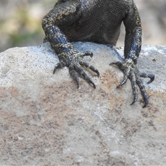 Intellagama lesueurii lesueurii (Eastern Water Dragon) at Bundaberg North, QLD - 5 Oct 2024 by Gaylesp8