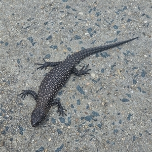 Egernia cunninghami (Cunningham's Skink) at Lake George, NSW by techlibris