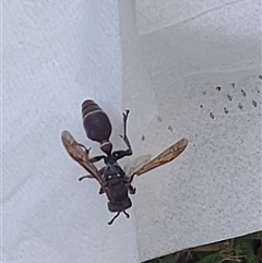 Ropalidia plebeiana (Small brown paper wasp) at Kambah, ACT - 24 Nov 2024 by GirtsO