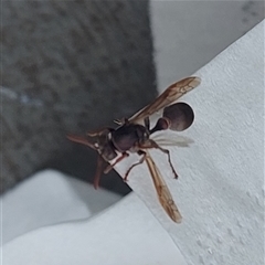 Ropalidia plebeiana at Kambah, ACT - 24 Nov 2024 10:09 AM