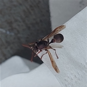 Ropalidia plebeiana at Kambah, ACT - 24 Nov 2024 10:09 AM