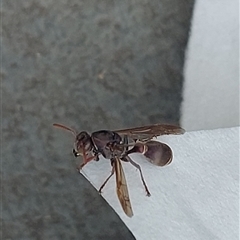 Eumeninae (subfamily) at Kambah, ACT - 24 Nov 2024 10:09 AM