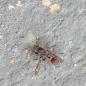 Ropalidia plebeiana at Kambah, ACT - 24 Nov 2024 10:09 AM