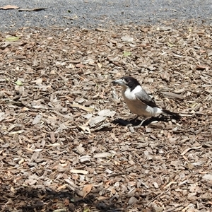 Cracticus torquatus at Bundaberg North, QLD - 5 Oct 2024