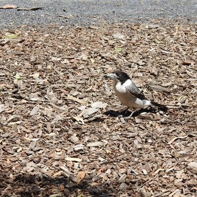 Cracticus torquatus at Bundaberg North, QLD - 5 Oct 2024 by Gaylesp8