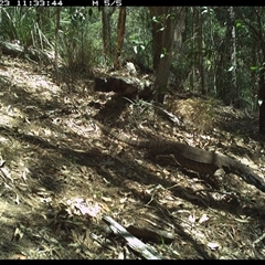 Varanus varius (Lace Monitor) at Pappinbarra, NSW - 23 Oct 2024 by jonvanbeest