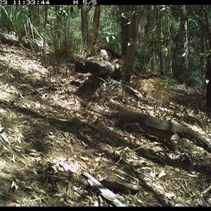 Varanus varius at Pappinbarra, NSW - 23 Oct 2024