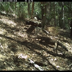 Varanus varius at Pappinbarra, NSW - suppressed