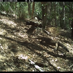 Varanus varius at Pappinbarra, NSW - 23 Oct 2024